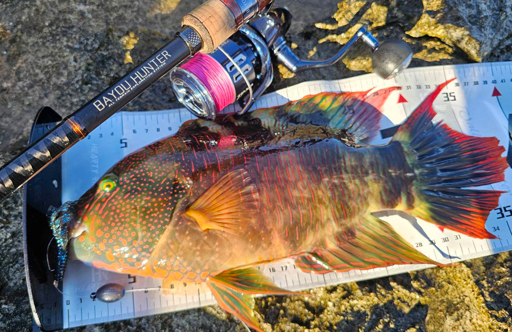 HR BAYOU HUNTER 02
